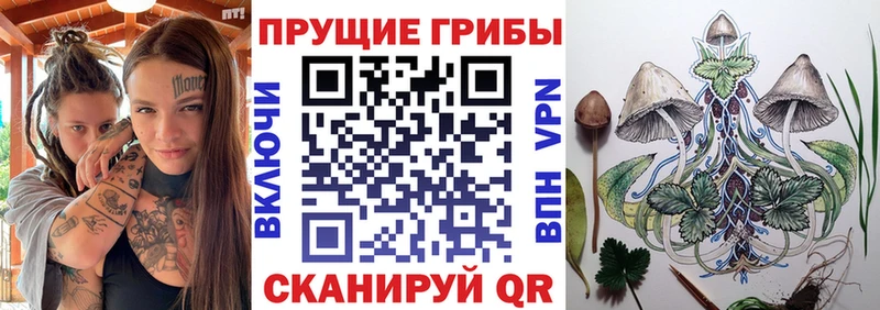 Купить где  Бодайбо  Псилоцибиновые грибы Psilocybe 
